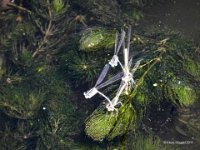 Paarungen der Helm-Azurjungfer (Coenagrion mercuriale)